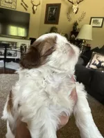 Mickey, a male Shih Tzu for sale in Elma, WA – 4 of 7