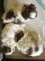 Mickey, a male Shih Tzu for sale in Elma, WA – 6 of 7