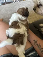 Winston, a male Shih Tzu for sale in Elma, WA – 3 of 7