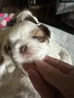 Mickey, a male Shih Tzu for sale in Elma, WA – 7 of 7