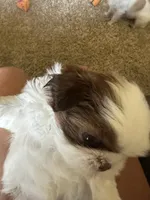 Mickey, a male Shih Tzu for sale in Elma, WA – 3 of 7