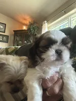 Winston, a male Shih Tzu for sale in Elma, WA – 4 of 7