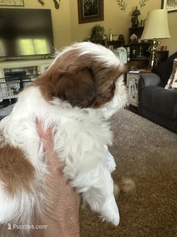 Mickey – Shih Tzu puppy for sale in Elma, WA