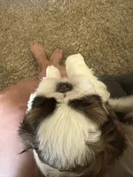 Winston, a male Shih Tzu for sale in Elma, WA – 1 of 7
