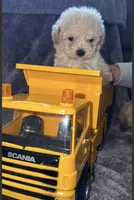 Pauly, a male Maltese and Poodle - Toy  for sale in Minneapolis, MN – 3 of 3