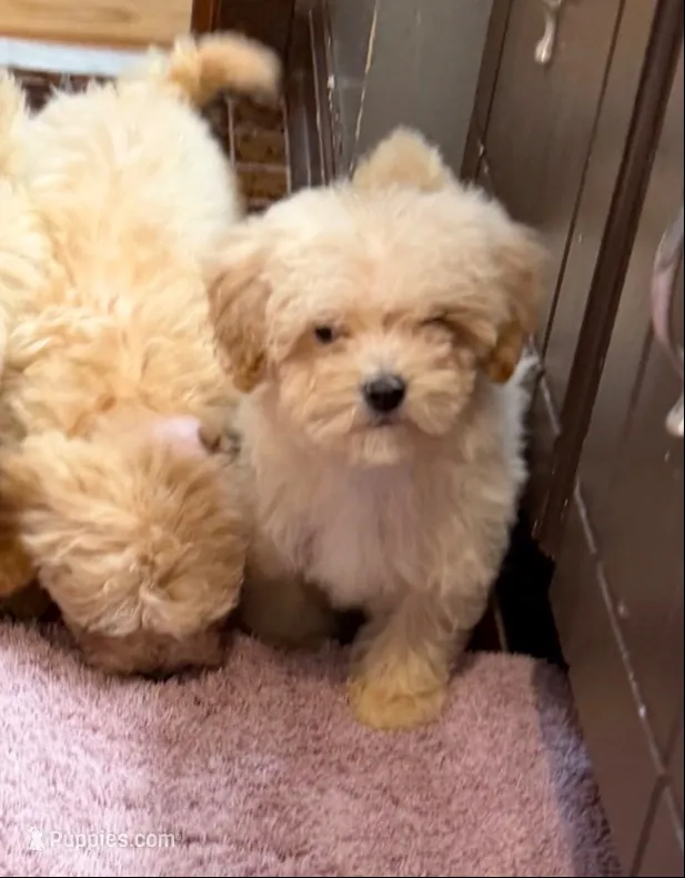 Aspen – Maltese, Poodle - Toy  puppy for sale in Minneapolis, MN