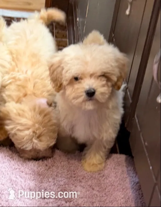 Aspen, a male Maltese and Poodle - Toy  for sale in Minneapolis, MN – 1 of 3