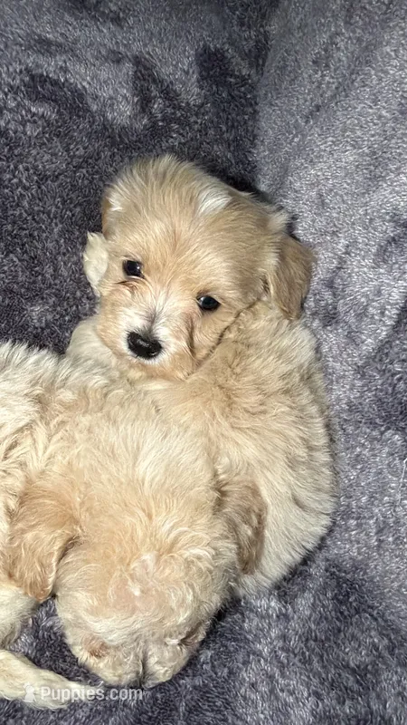 Chevy – Maltese, Poodle - Toy  puppy for sale in Minneapolis, MN