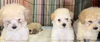 Aspen, a male Maltese and Poodle - Toy  for sale in Minneapolis, MN – 3 of 3
