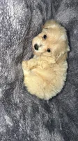 Chevy, a male Maltese and Poodle - Toy  for sale in Minneapolis, MN – 2 of 2