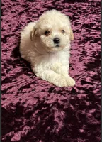 Pauly, a male Maltese and Poodle - Toy  for sale in Minneapolis, MN – 2 of 3