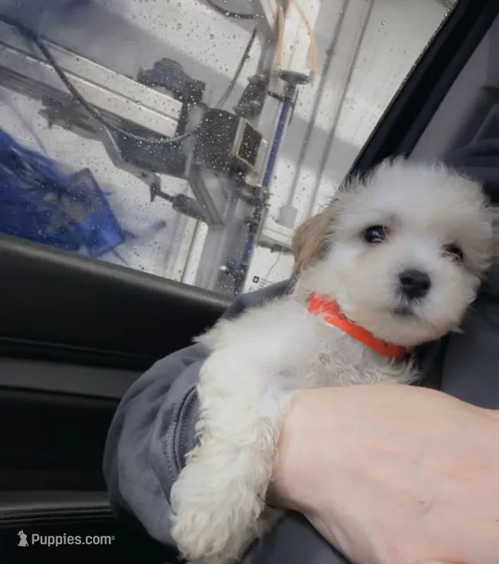 Aspen – Maltese, Poodle - Toy  puppy for sale in Minneapolis, MN