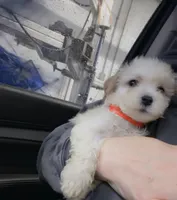Aspen, a male Maltese and Poodle - Toy  for sale in Minneapolis, MN – 1 of 2