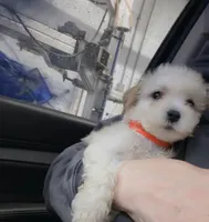 Aspen, a male Maltese and Poodle - Toy  for sale in Minneapolis, MN – 2 of 3