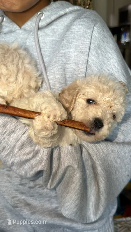 Terrance – Maltese, Poodle - Toy  puppy for sale in Minneapolis, MN
