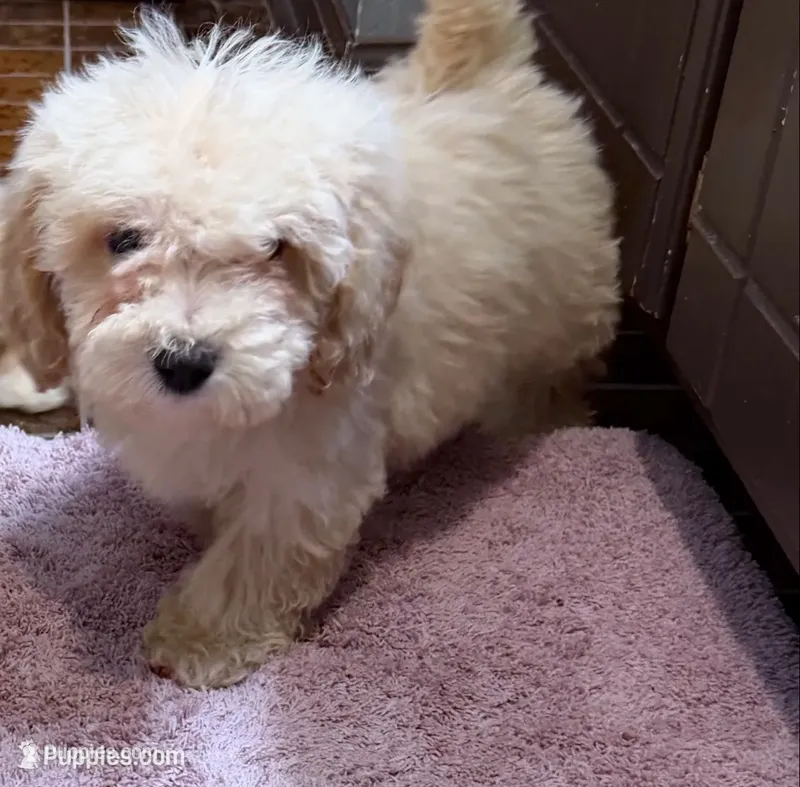Pauly – Maltese, Poodle - Toy  puppy for sale in Minneapolis, MN