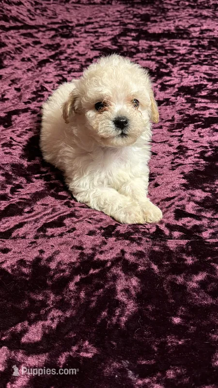 Pauly – Maltese, Poodle - Toy  puppy for sale in Minneapolis, MN