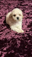 Pauly, a male Maltese and Poodle - Toy  for sale in Minneapolis, MN – 1 of 2