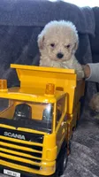 Pauly, a male Maltese and Poodle - Toy  for sale in Minneapolis, MN – 2 of 2
