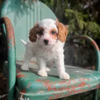 Blossom, a female Cavapoo for sale in Marcellus, MI – Photo 3 of 3