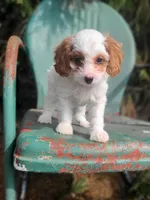 Blossom, a female Cavapoo for sale in Marcellus, MI – Photo 2 of 3
