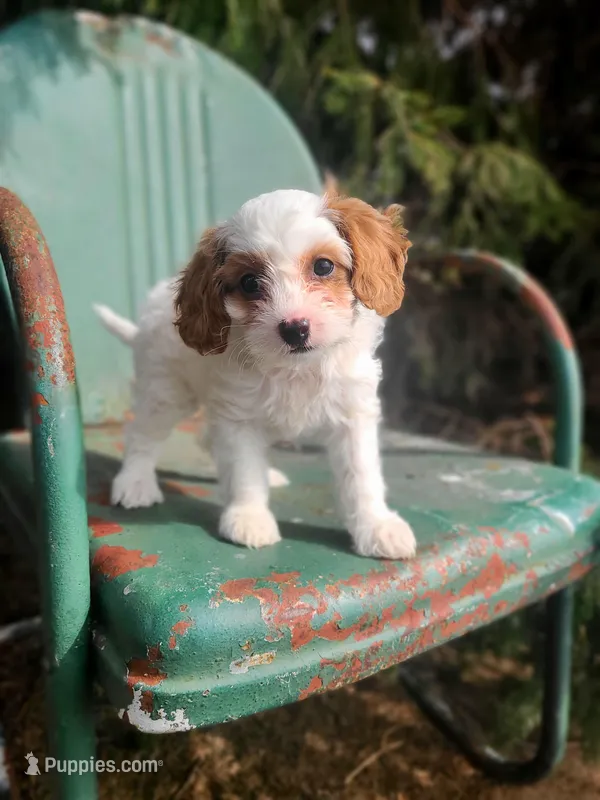 Blossom – Cavapoo puppy for sale in Marcellus, MI