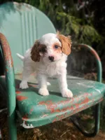 Blossom, a female Cavapoo for sale in Marcellus, MI – Photo 1 of 3