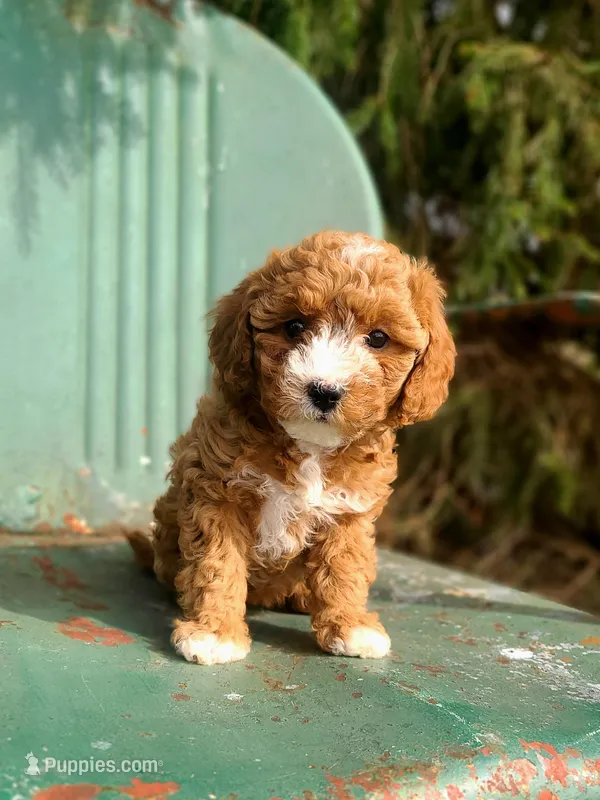 Brandy  – Cavapoo puppy for sale in Marcellus, MI