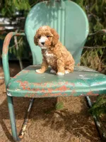 Brandy , a female Cavapoo for sale in Marcellus, MI – Photo 3 of 3