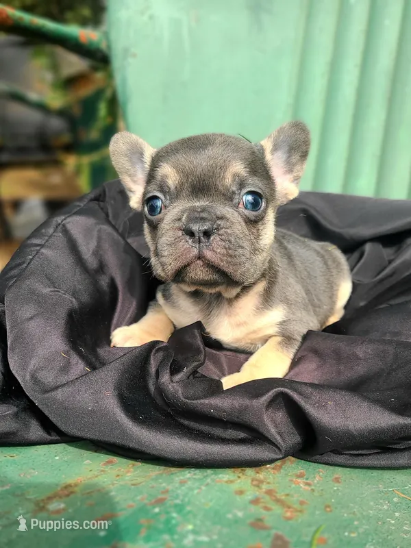 Murphy  – French Bulldog puppy for sale in Marcellus, MI
