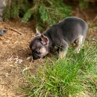Murphy , a male French Bulldog for sale in Marcellus, MI – Photo 2 of 2