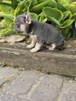 Murphy , a male French Bulldog for sale in Marcellus, MI – Photo 4 of 4