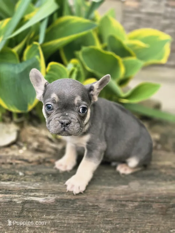 Murphy  – French Bulldog puppy for sale in Marcellus, MI