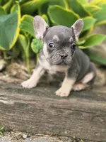 Murphy , a male French Bulldog for sale in Marcellus, MI – Photo 2 of 4