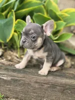 Murphy , a male French Bulldog for sale in Marcellus, MI – Photo 3 of 4