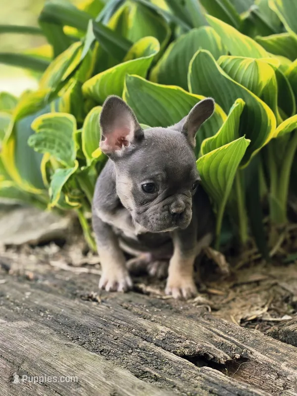 Mario – French Bulldog puppy for sale in Marcellus, MI