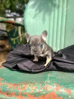 Mario, a male French Bulldog for sale in Marcellus, MI – Photo 2 of 3