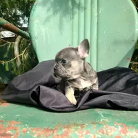 Mario, a male French Bulldog for sale in Marcellus, MI – Photo 3 of 3