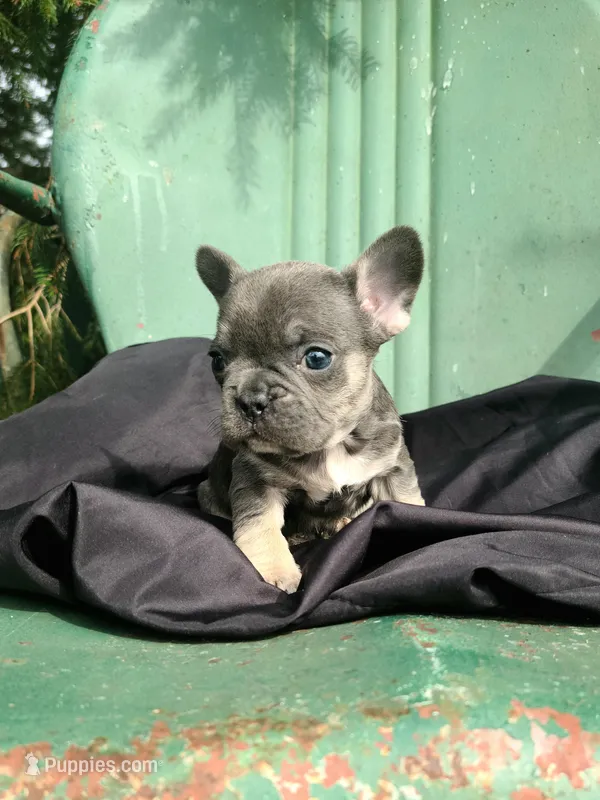 Mario – French Bulldog puppy for sale in Marcellus, MI