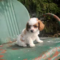 Bear, a male Cavapoo for sale in Marcellus, MI – Photo 2 of 3