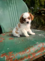 Bear, a male Cavapoo for sale in Marcellus, MI – Photo 1 of 3