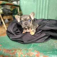 Monty, a male French Bulldog for sale in Marcellus, MI – Photo 1 of 3