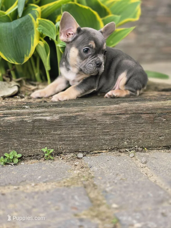 Monty – French Bulldog puppy for sale in Marcellus, MI