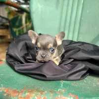 Monty, a male French Bulldog for sale in Marcellus, MI – Photo 2 of 3