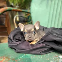 Monty, a male French Bulldog for sale in Marcellus, MI – Photo 3 of 3