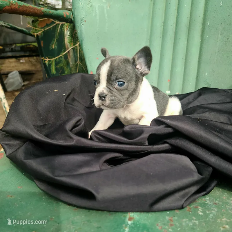 Moxie – French Bulldog puppy for sale in Marcellus, MI