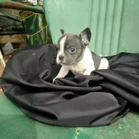 Moxie, a female French Bulldog for sale in Marcellus, MI – Photo 1 of 3