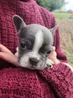 Moxie, a female French Bulldog for sale in Marcellus, MI – Photo 2 of 3