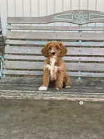 Brie, a female Cavapoo for sale in Marcellus, MI – 3 of 4