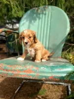 Brie, a female Cavapoo for sale in Marcellus, MI – Photo 2 of 2